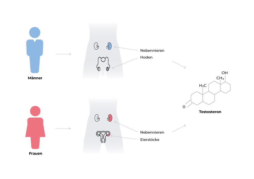 infografik-testosteron-mann-frau